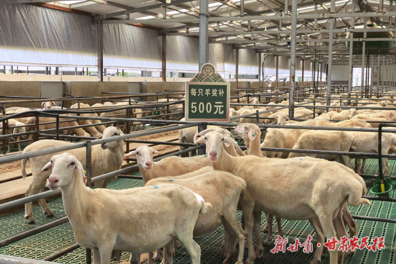 东乡：政策&ldquo;加码&rdquo;羊业&ldquo;提质&rdquo;