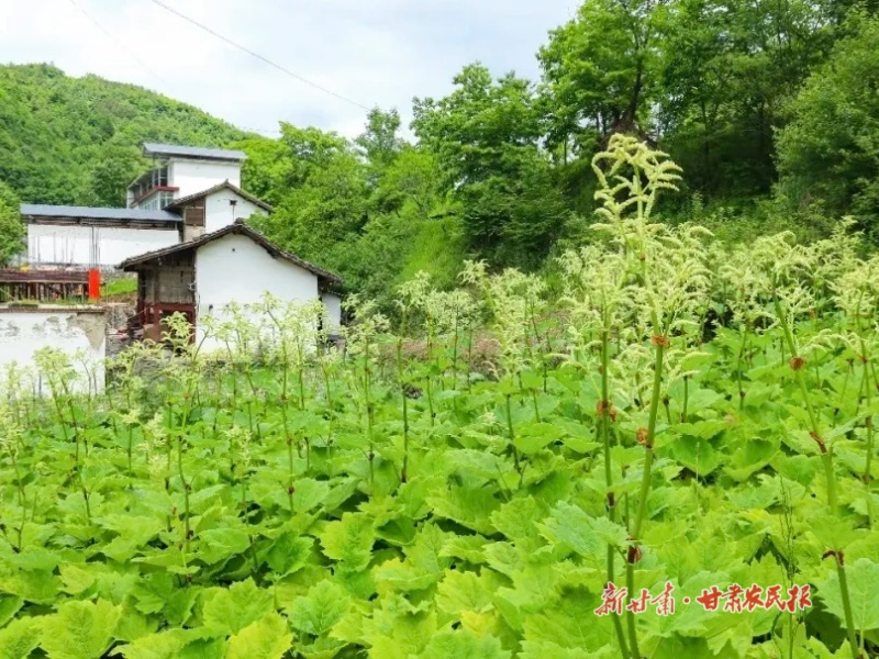 康  县