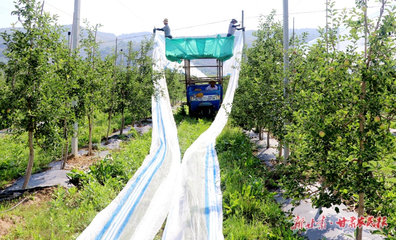 给果树搭建防雹网