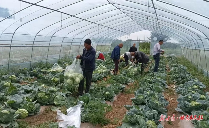 灵台上良镇设施蔬菜基地农产品丰收