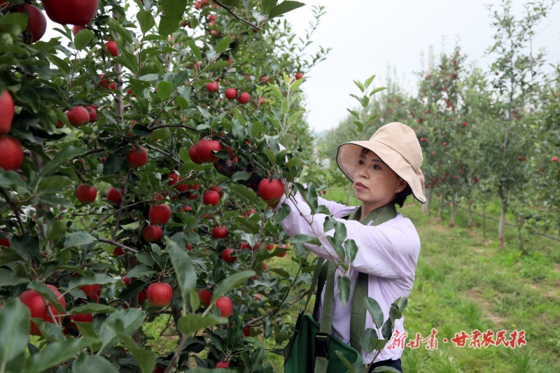 宁县苹果错峰上市带动群众增收