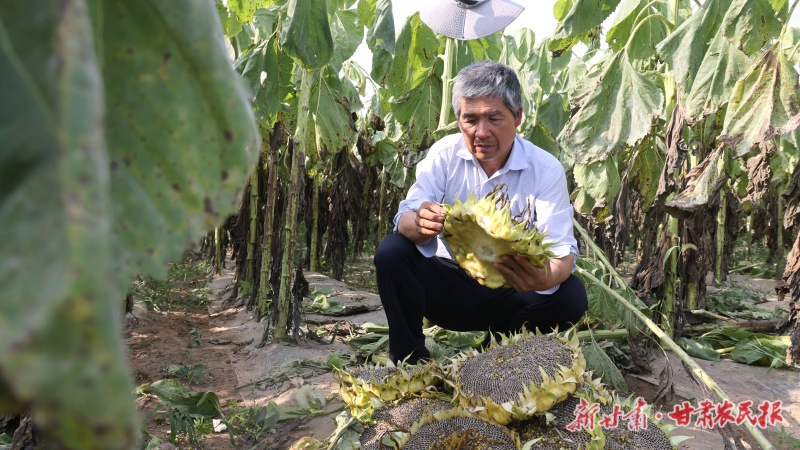 种植户采收向日葵