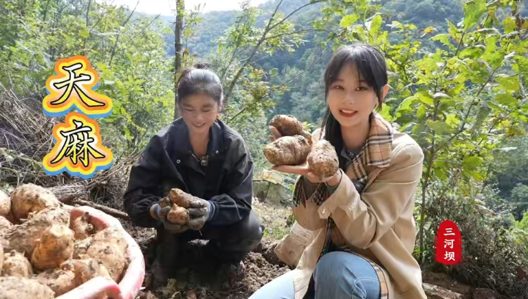 好山好水出好物&mdash;&mdash;天麻